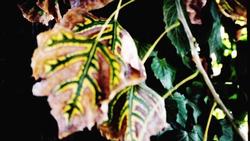 Nonselective herbicides can damage anything they touch. UC ANR