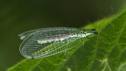 Provide a source of pollen and nectar for green lacewing adults. Wikimedia commons