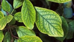 chlorosis