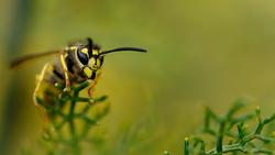 INSECT yellow jacketnicolas-dc-y8KCvzwNfXo-unsplash