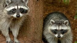 VERT Raccoon alan-alquist-9U29qHxd8YY-unsplash