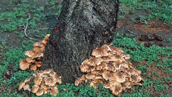 armillaria