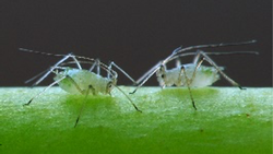 Aphids