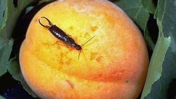 peach earwig