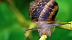 Snail