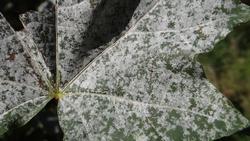 1600px-Powdery_Mildew_Acer_DK43_(1)