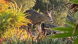 VERT Deer IMG_0310