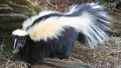Striped_Skunk_(cropped)