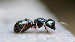 Argentine ant