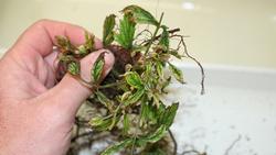 glyphosate damage