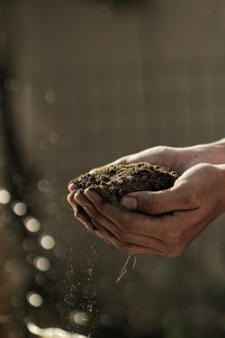 Healthy soil contains organic material that provides the nutrients plants need. Soil also helps mitigate climate change by sequestering carbon.