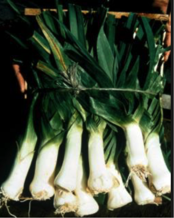 leeks