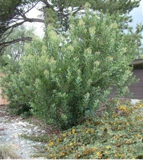 toyon