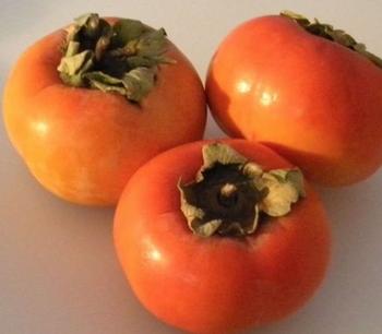 persimmon