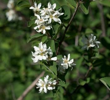 Photo: Wikipedia