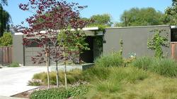 grasses