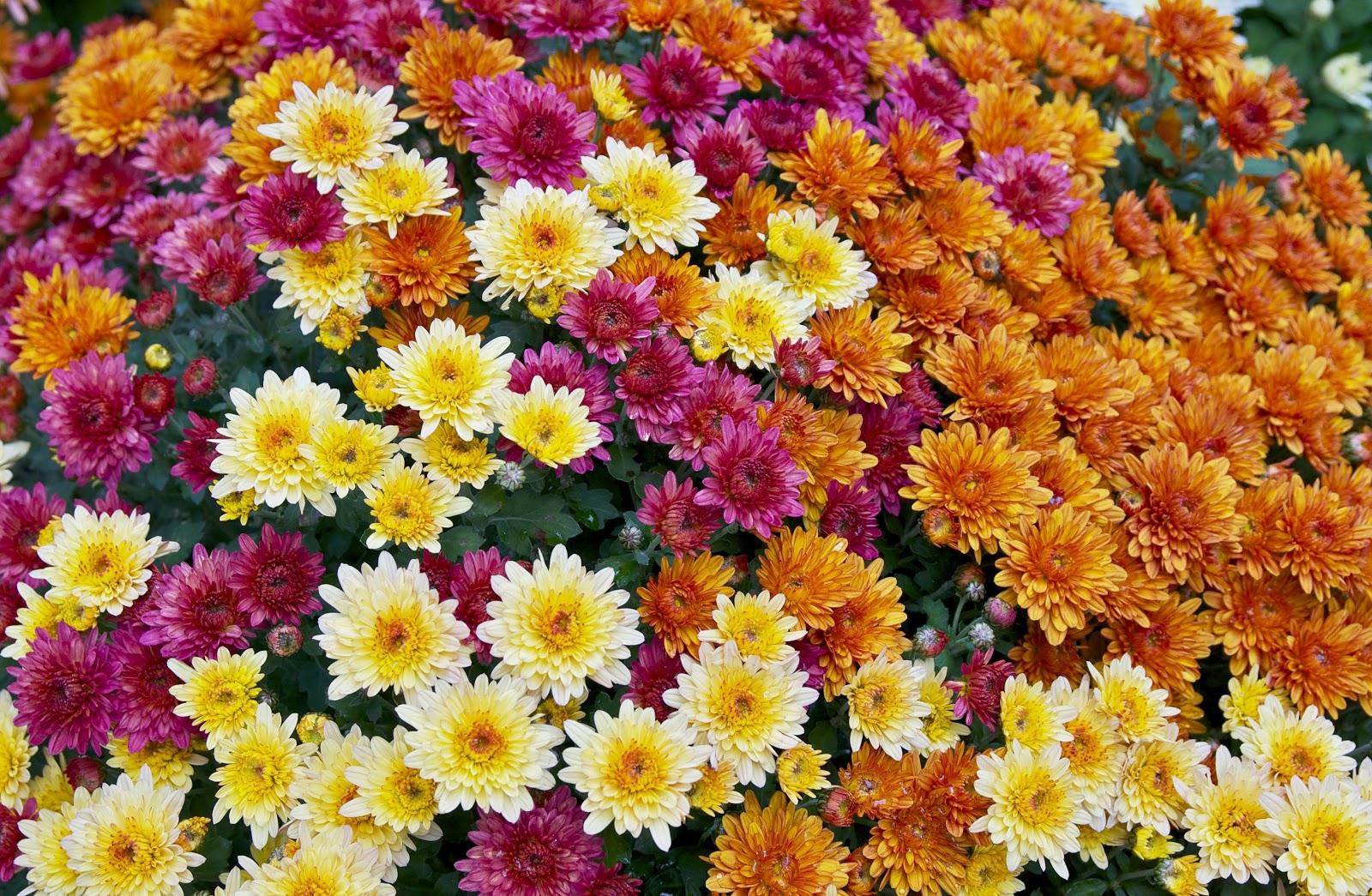 Chrysanthemum flowers are the source of pyrethrins, widely available insecticides that may be toxic to bees and fish. Photo: Wikimedia Commons