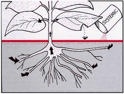 A systemic pesticide is taken in through roots and circulated throughout the plant. PMEP, Cornell University