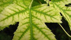 Leaf veins remain dark green with an iron deficiency. Utah State University