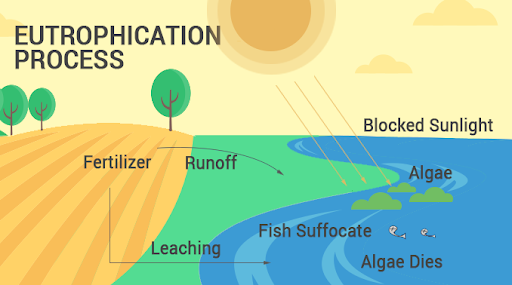 Nitrogen and phosphorus can damage watersheds. Earth How
