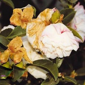 C. Sasanqua with petal blight. Photo credit: UC MMG Instagram
