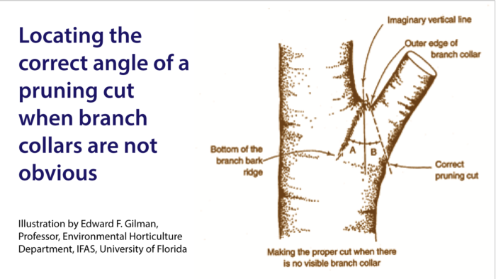 Pruning-angle