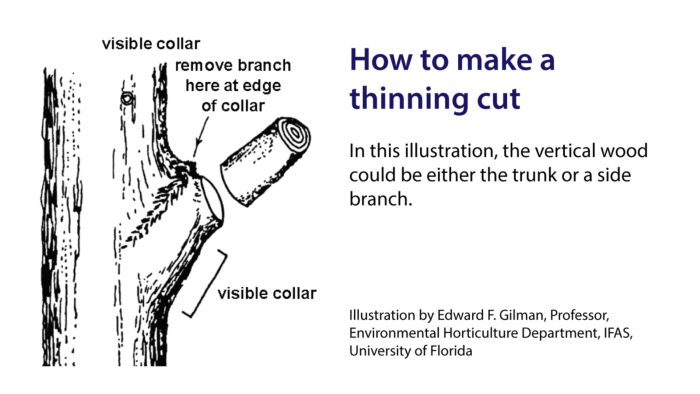 Thinning-cut