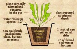 The diameter of the new pot should be only two inches larger than the current pot.  University of Georgia Extension