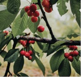 Photo: Kristjan Kotar/Unsplash