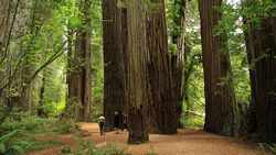 redwood
