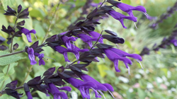 Salvia