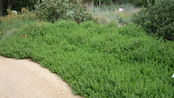 Low-growing, evergreen coyote bush (Baccharis pilularis 'Pigeon Point') snuffs out weeds as it spreads out. Photo: PlantMaster