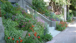 A combination of blooming perennials is a colorful sight. Photo: PlantMaster