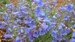 penstemon