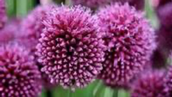 Allium
