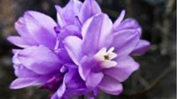 Brodiaea