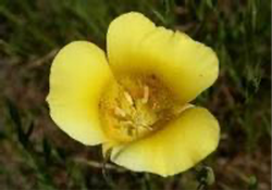 Calochortus
