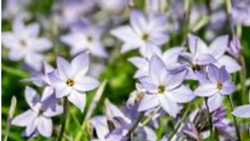 ipheion