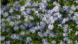 Anemone blanda