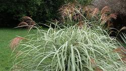 Miscanthus_sinensis