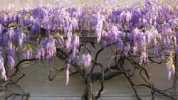 wisteria