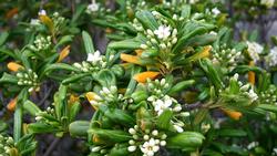 Pittosporum_Tobira_JPG0