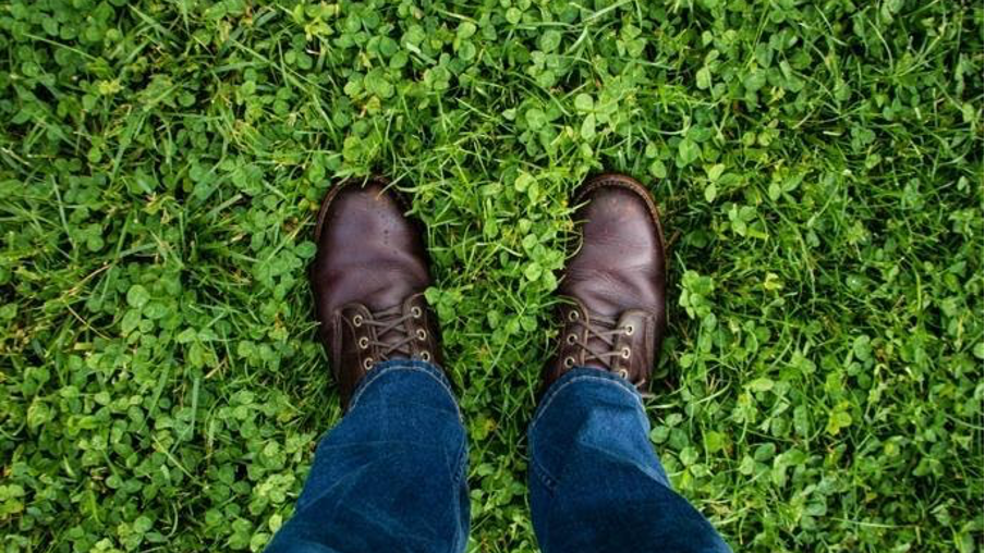 White clover is a walkable lawn alternative that  works in sun or shade and does not show pet urine damage. Photo: Ian Baldwin