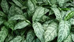 Aglaonema maranthfolium