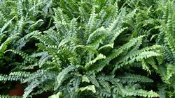 Nephrolepis_exaltata
