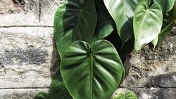 Philodendron scandens