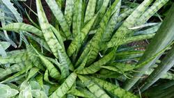 Sanseveria