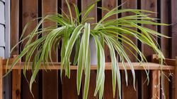 Chlorophytum comosum
