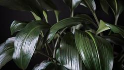 Aspidistra