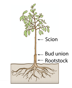 Scion-Bud-Union